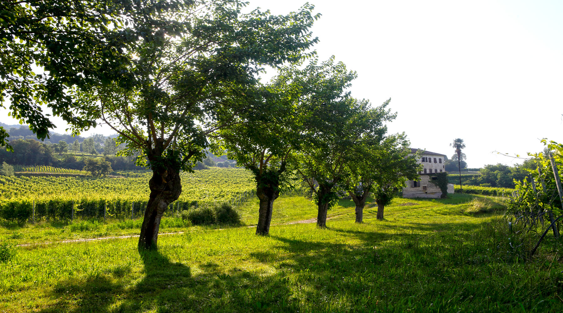 MASOT S.S. SOC. AGR. DI DAROS ANDREA E DANIELE — foto 4